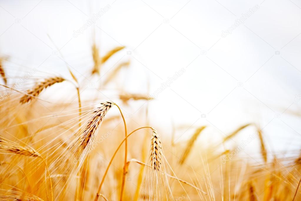 Golden wheat in field