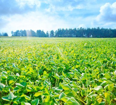 Fasulye, yeşil alanında Ukrayna