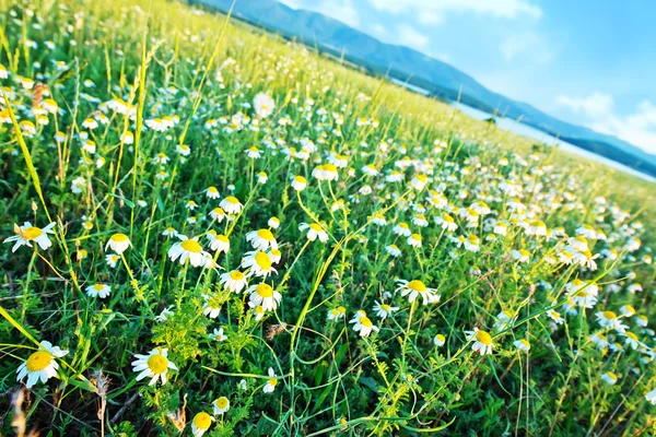 Fiori in campo, campo verde — Foto Stock