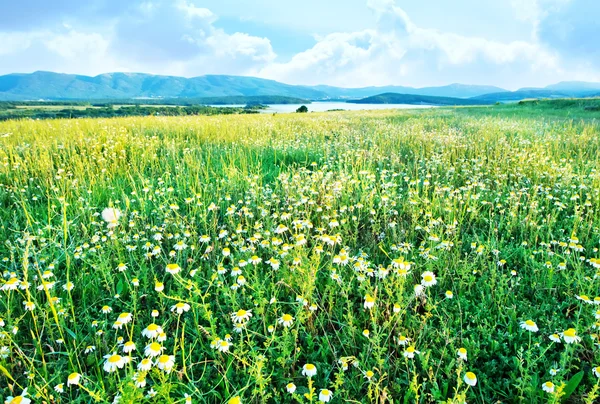 Květiny v poli, zelená pole — Stock fotografie