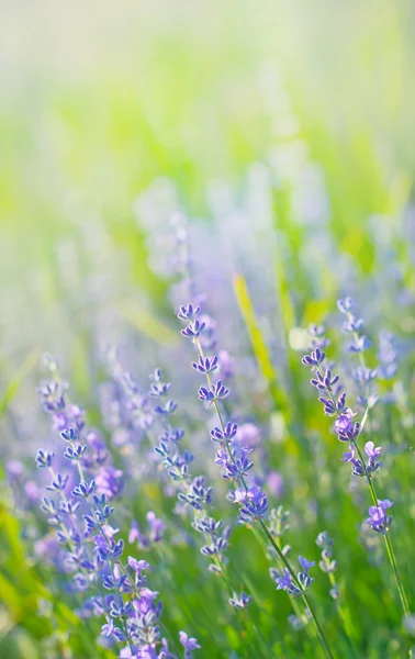 Colorful Lavender field — Stock Photo, Image