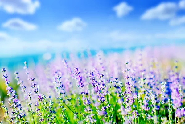 Farbenfrohes Lavendelfeld — Stockfoto