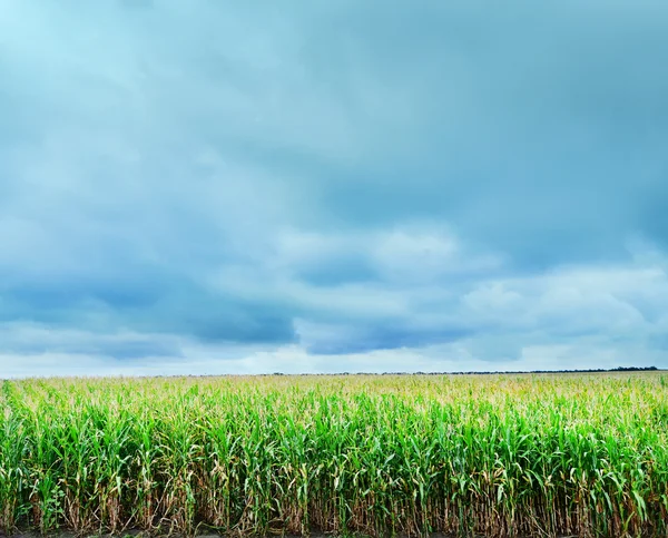 Belo campo de milho verde — Fotografia de Stock