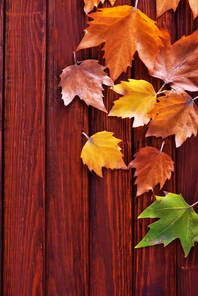 Herbst Hintergrund mit gelben Blättern — Stockfoto