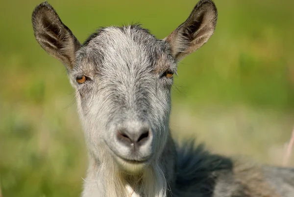 Gülümseyen keçi, capra — Stok fotoğraf