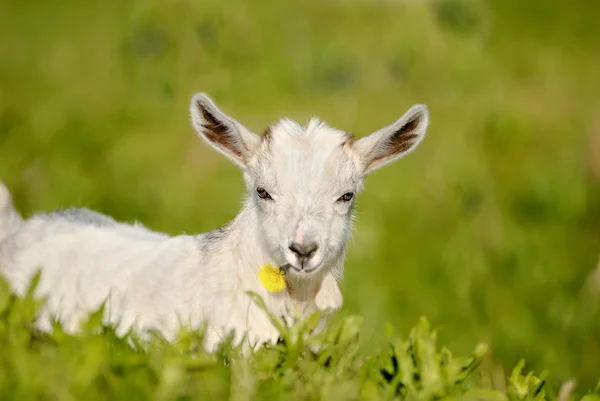 Nanny she goat, kid with flower in its mouth — Stock Photo, Image