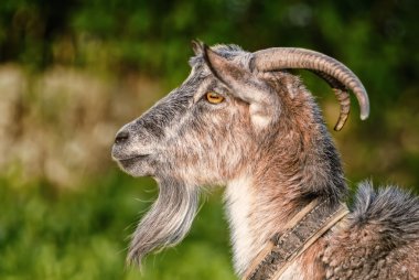 keçi, capra, profil portre