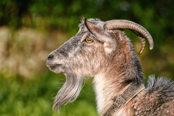 Get, capra, profil porträtt — Stockfoto