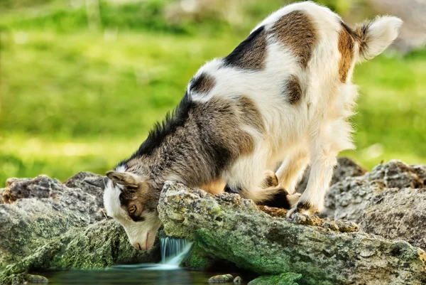 Geit kind op zoek in haar reflectie in de stream — Stockfoto