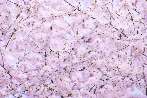 Voorjaar cherry boom in bloei — Stockfoto