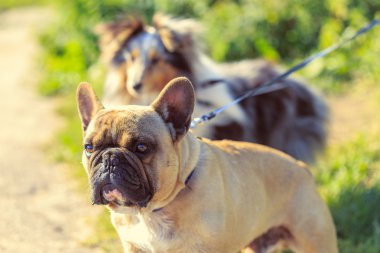 Köpekler üzerinde sıcak yaz günü yürümeyi kira kontratı