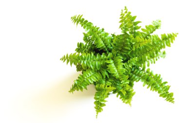 Young green fern with curly leaves clipart