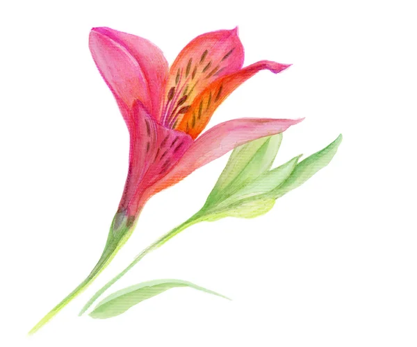 Alstroemeria — Photo