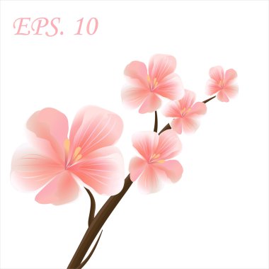 Sakura çiçekli dalı. Beyaz izole kiraz çiçeği şube düşen yaprakları ile. Vektör