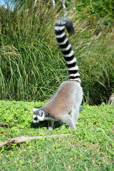 Lémure-de-cauda-anelada. Lemur catta. Madagáscar — Fotografia de Stock