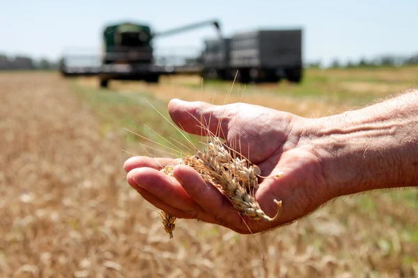 Espigueta de trigo jaz na palma da mão masculina — Fotografia de Stock
