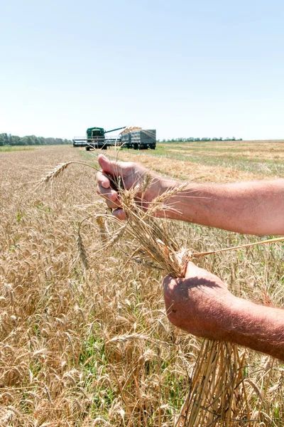 Combine o trigo de carga colheitadeira no caminhão — Fotografia de Stock