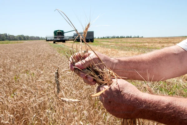 Combine o trigo de carga colheitadeira no caminhão — Fotografia de Stock