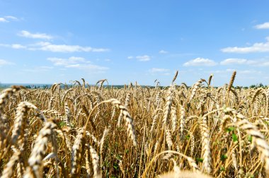 gökyüzünde izole olgun altın buğday
