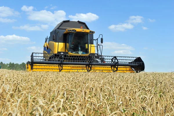 Комбайн, що працює на пшеничному полі — стокове фото