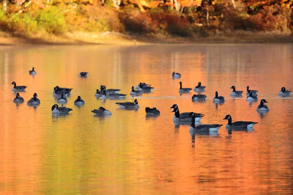 Kanadische Gänse im See — Stockfoto