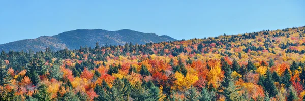 Buntes Herbstlaub — Stockfoto