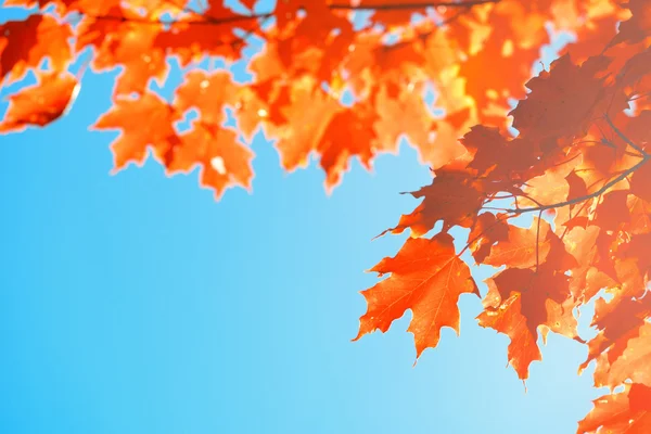 Tree leaves closeup Stock Image