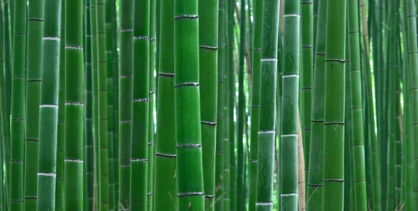 Vista del bosque de bambú — Foto de Stock