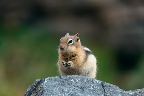 Národní park Banff — Stock fotografie