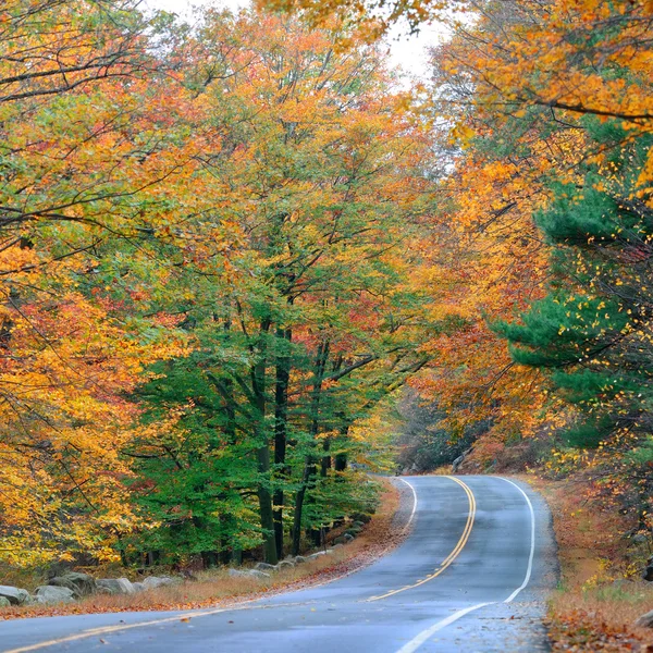 Herfst kleurrijke gebladerte — Stockfoto