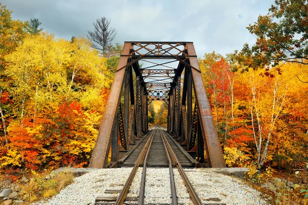 Pont ferroviaire dans les bois — Photo