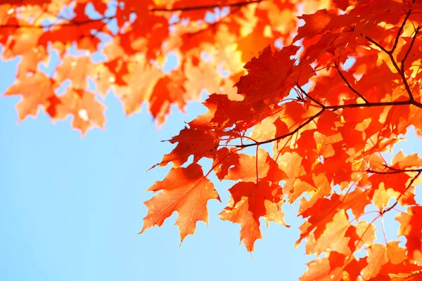 Autumn foliage in New England area — Stock Photo, Image