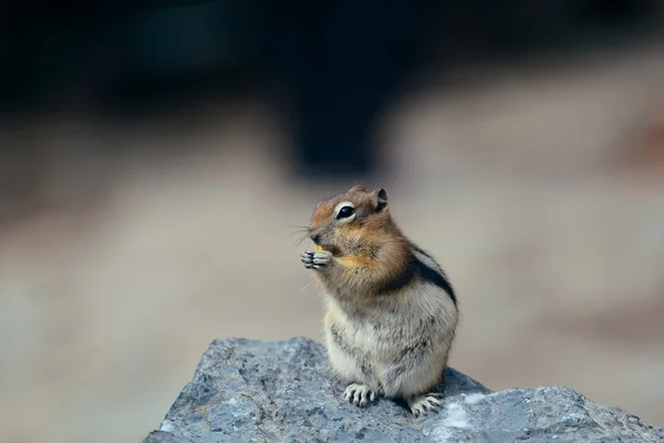 Parque Nacional Banff — Foto de Stock