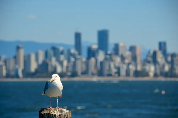 Egy sirály a Vancouver belvárosában skyline — Stock Fotó