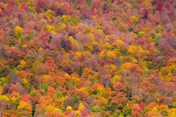 Höst lövverk i new england — Stockfoto