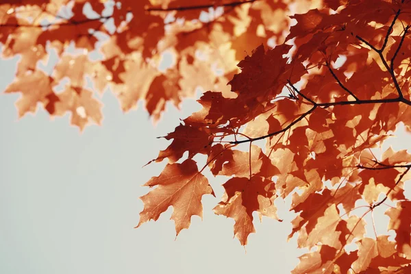 Autumn foliage over sky — Stock Photo, Image