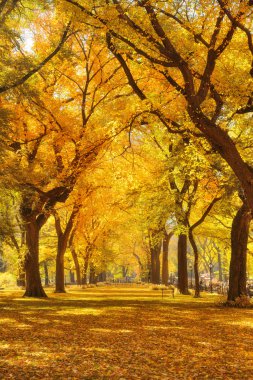 Central Park'a sonbahar