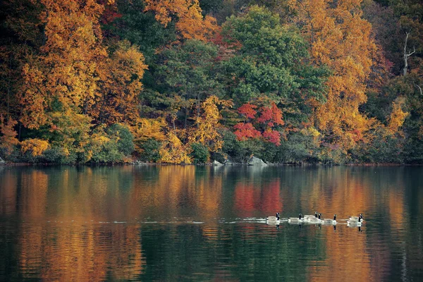 Enten beim Herbstlale — Stockfoto
