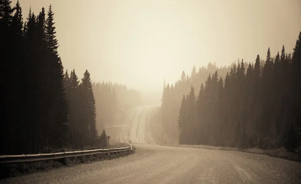 Nebelige Straße im Wald — Stockfoto