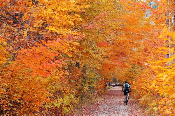 Велосипед в осінньому лісі — стокове фото