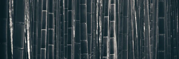 Pad in het bamboebos — Stockfoto