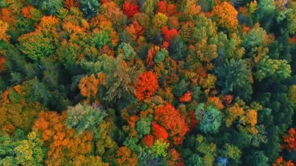 Luchtfoto van berg met herfstblad — Stockvideo