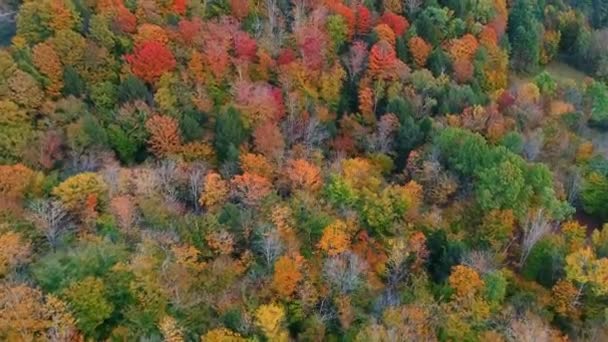 Aerial view of mountain with Autumn foliage — Stock Video