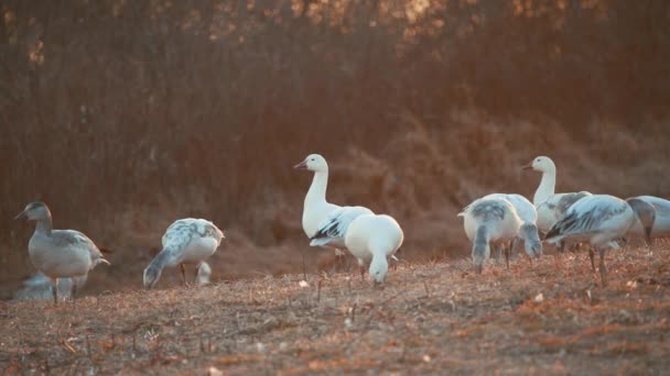 Pensilvanya Daki Middle Creek Doğal Koruma Alanında Kar Kazları Gün — Stok video