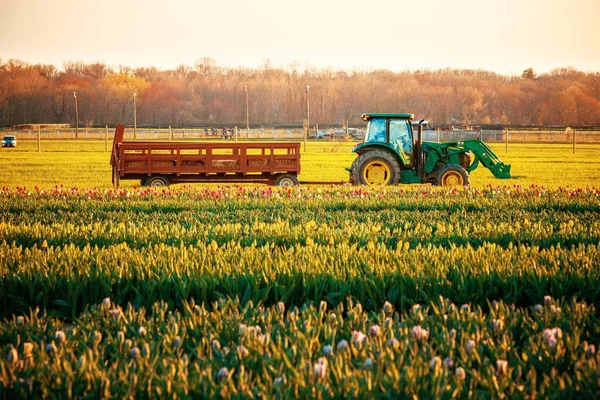 Tulip Farm Beautiful Colors Spring — Stock Photo, Image