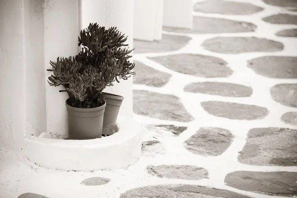 Квітковий Горщик Вулиці Острові Міконос Греція — стокове фото