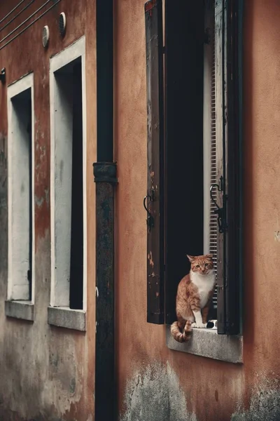 Katt Fönster Venedig Italien — Stockfoto