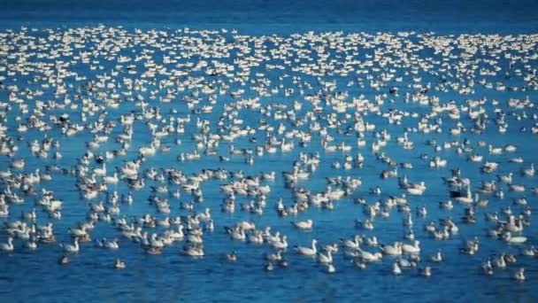 Snow Goose Middle Creek Natural Reserve Pennsylvania Usa — Stock Video