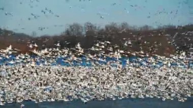 Pennsylvania, ABD 'deki Middle Creek Doğal Rezervi' nde kar kazı