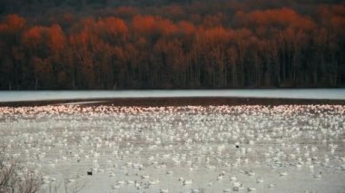 Pensilvanya 'daki Middle Creek Doğal Koruma Alanında kar kazları gün doğumunda